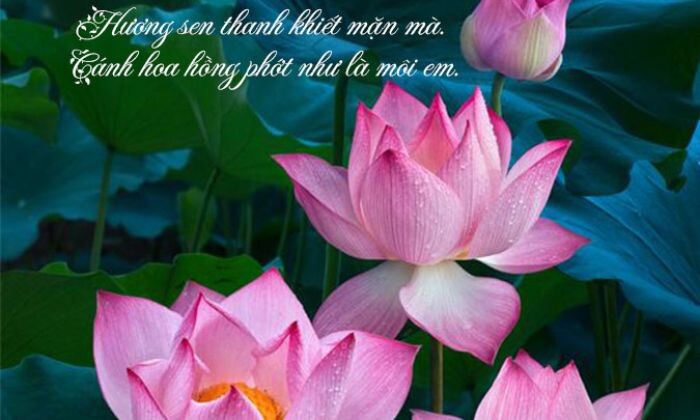 Cap thả thính bằng hoa sen siêu hay
