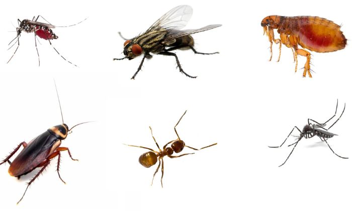 Tổng hợp những loài côn trùng mà chúng ta thường gặp hàng ngày