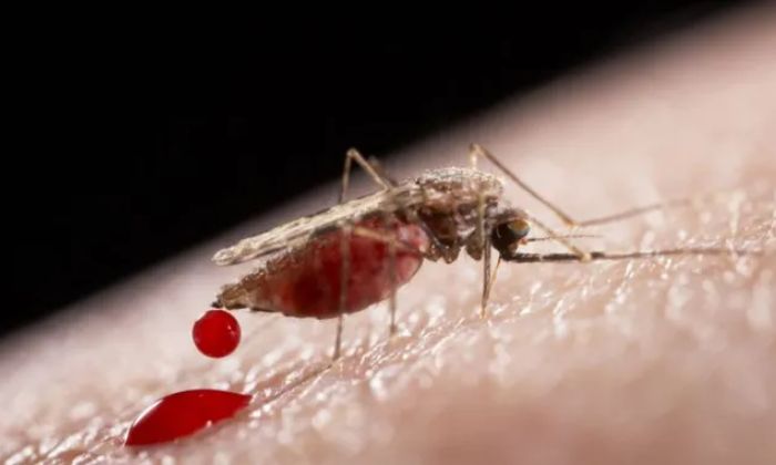 Muỗi - loài côn trùng chuyên đi hút máu con người