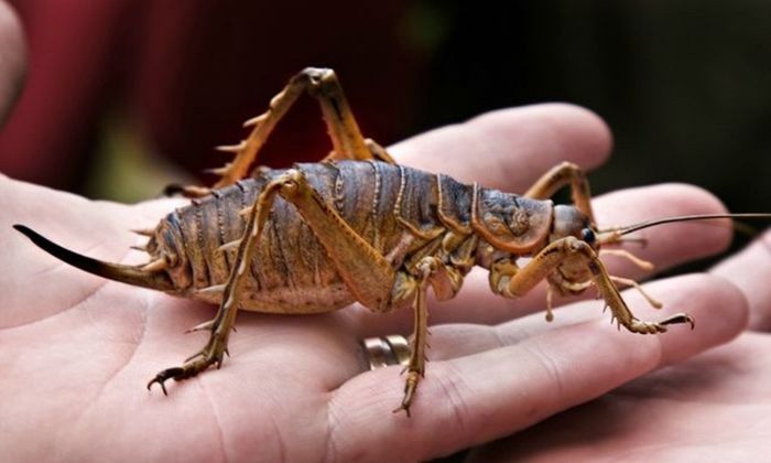 Mơ thấy loài côn trùng khổng lồ là điềm gì?