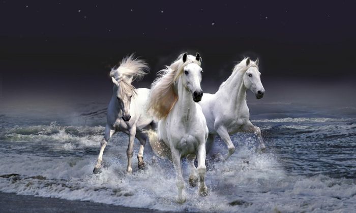 Mơ thấy ngựa trắng ngụ ý gì?