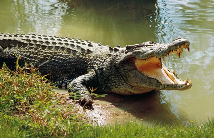 Mơ thấy cá sấu tấn công là điềm gì?