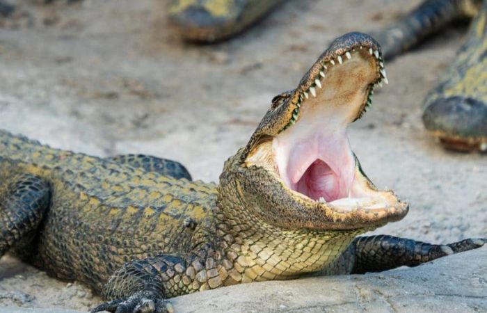 Mơ thấy con cá sấu nuốt chửng con mồi là điềm báo gì?
