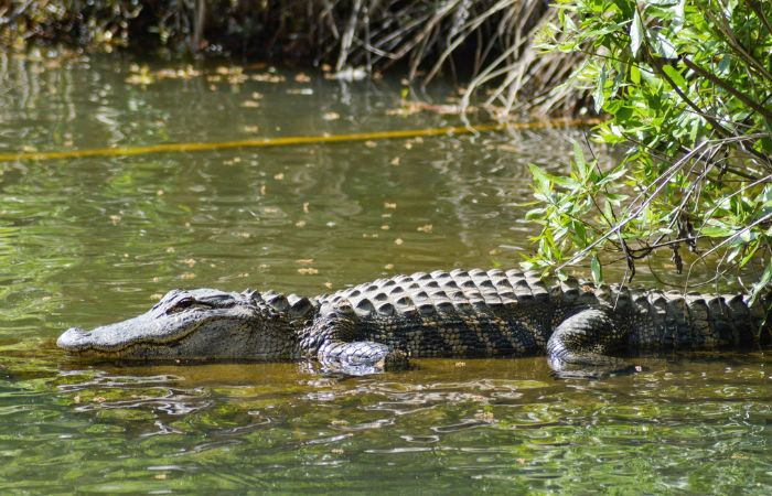 Mơ thấy cá sấu là báo hiệu điềm gì? 