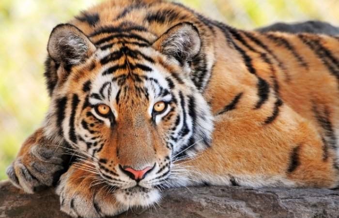Trong phong thủy, hổ là tượng trưng cho quyền lực, có sức mạnh chinh phục muôn loài