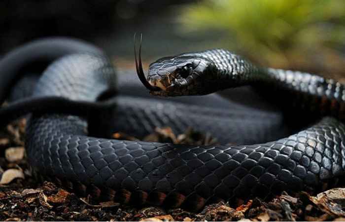 Nằm mơ thấy rắn đen quấn chặt chân tay cho thấy sự bảo thủ bên trong tính cách bạn