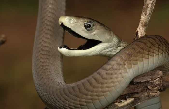 Ý nghĩa loài rắn trong phong thủy mang đến sự tái sinh, mới mẻ