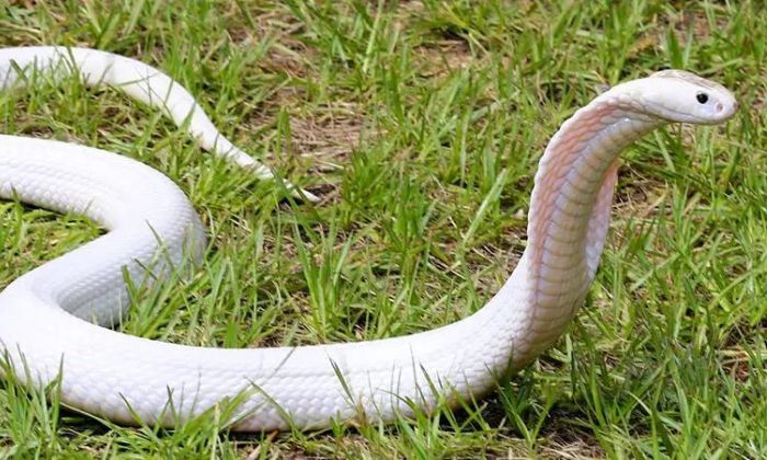 Nằm mơ thấy rắn hổ mang có màu trắng là giấc mơ lành
