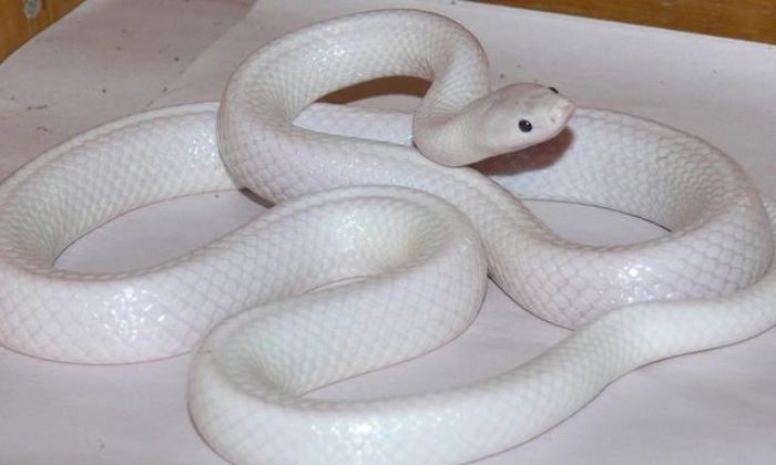 Nằm mơ thấy rắn trắng ám chỉ điều gì?