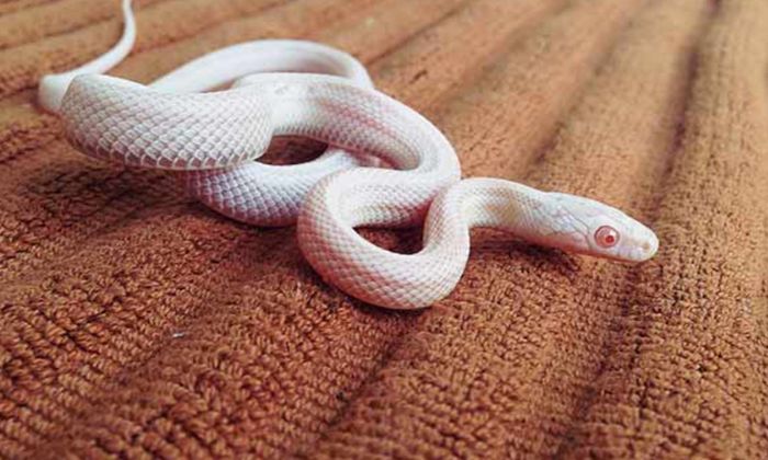 Nằm mơ thấy rắn trắng xấu hay tốt?