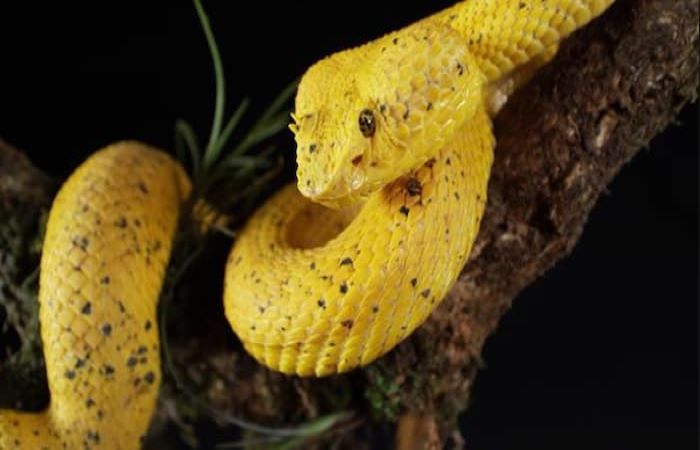 Mộng thấy rắn vàng thực chất là điềm lành hay dữ?