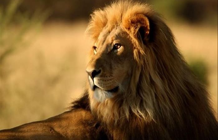 Giải mã những giấc mộng liên quan đến sư tử 