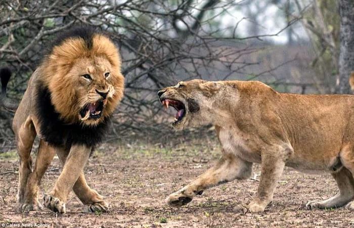 Đánh nhau với sư tử mang điềm báo gì?