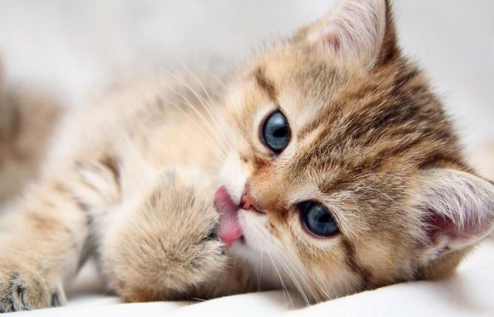 Nằm mơ thấy mèo là hên hay xui? Giải mã chi tiết giấc mơ về mèo